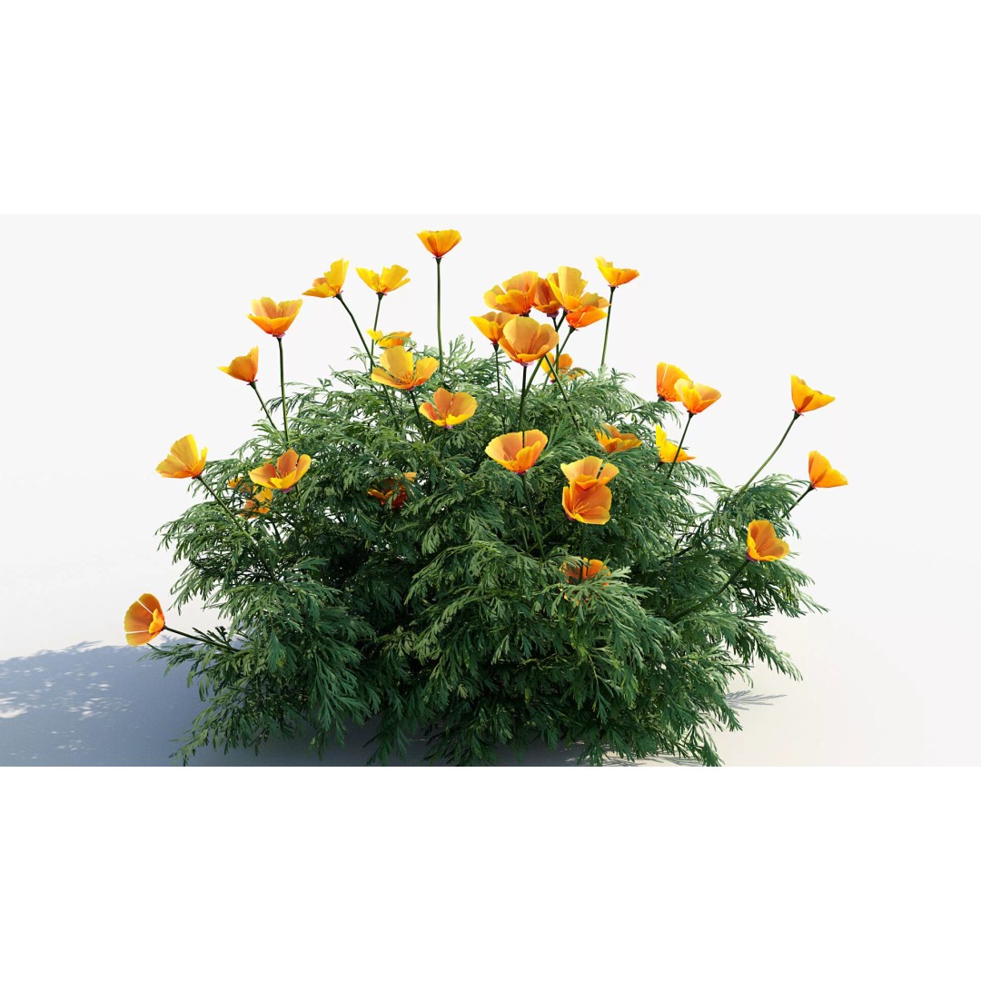 California Poppy 3D Model – Realistic Flower Asset, FBX and OBJ - View 6