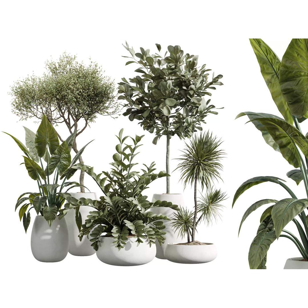 Indoor Plants Set 3D Model – PBR Pot Plants in Modern Planters - View 2