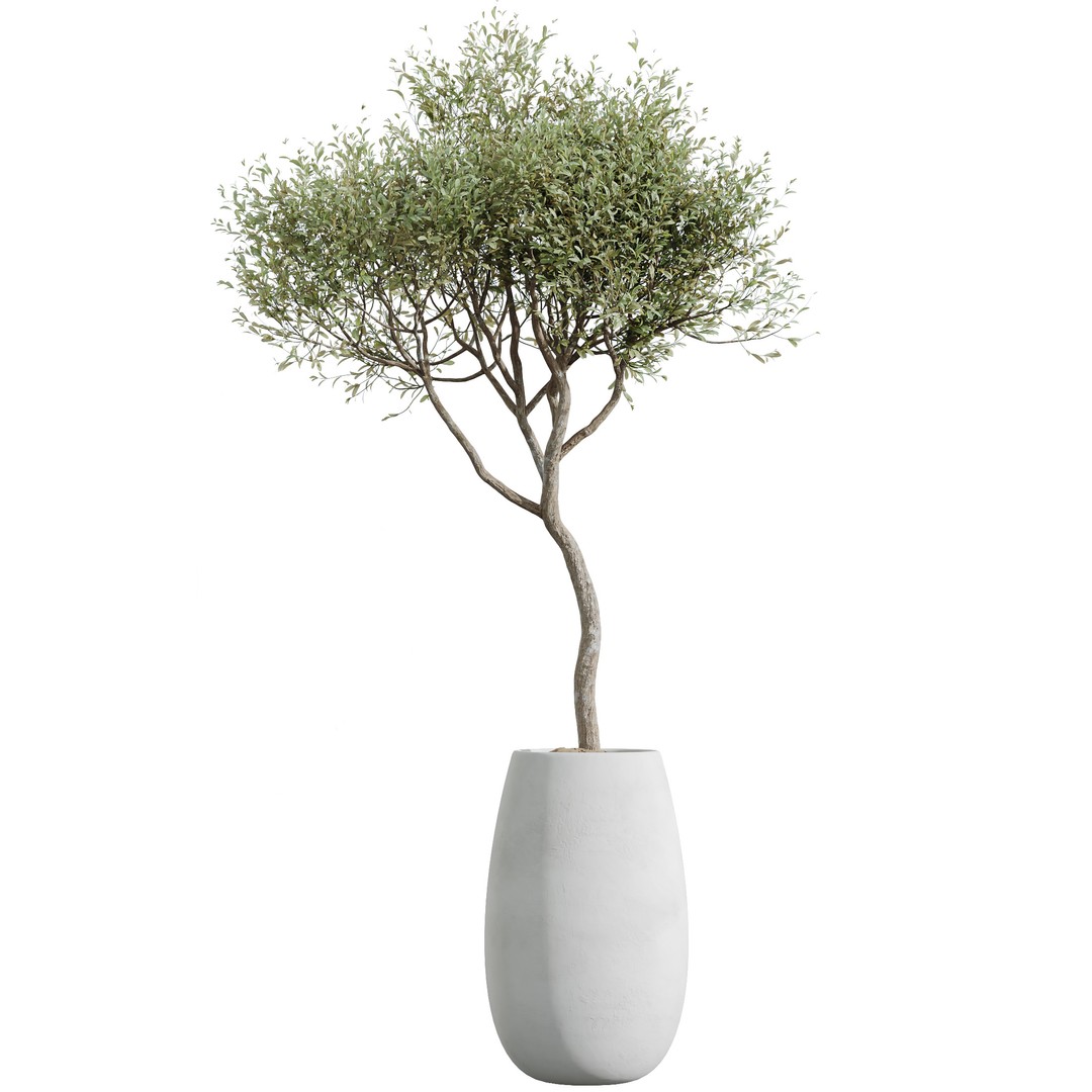 Indoor Plants Set 3D Model – PBR Pot Plants in Modern Planters - View 3