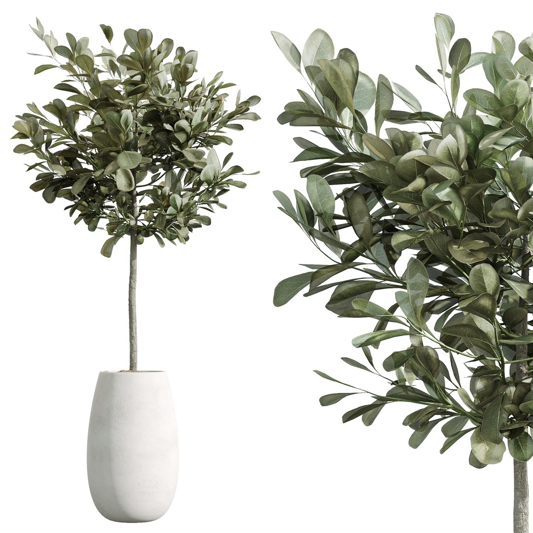 Indoor Plants Set 3D Model – PBR Pot Plants in Modern Planters - View 5