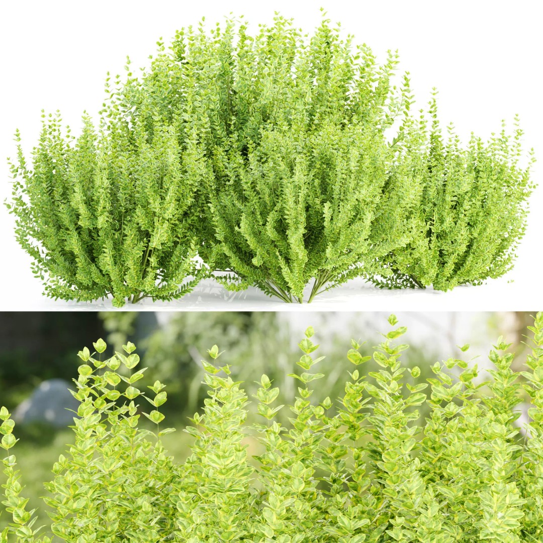 Evergreen Spindle Bushes 3D Model – High Poly PBR Asset, FBX, OBJ - View 2