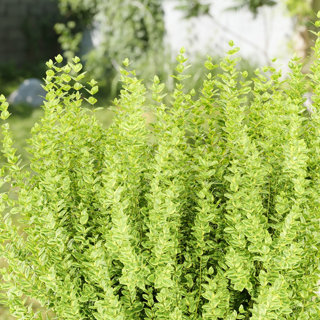 Evergreen Spindle Bushes 3D Model – High Poly PBR Asset, FBX, OBJ - View 3