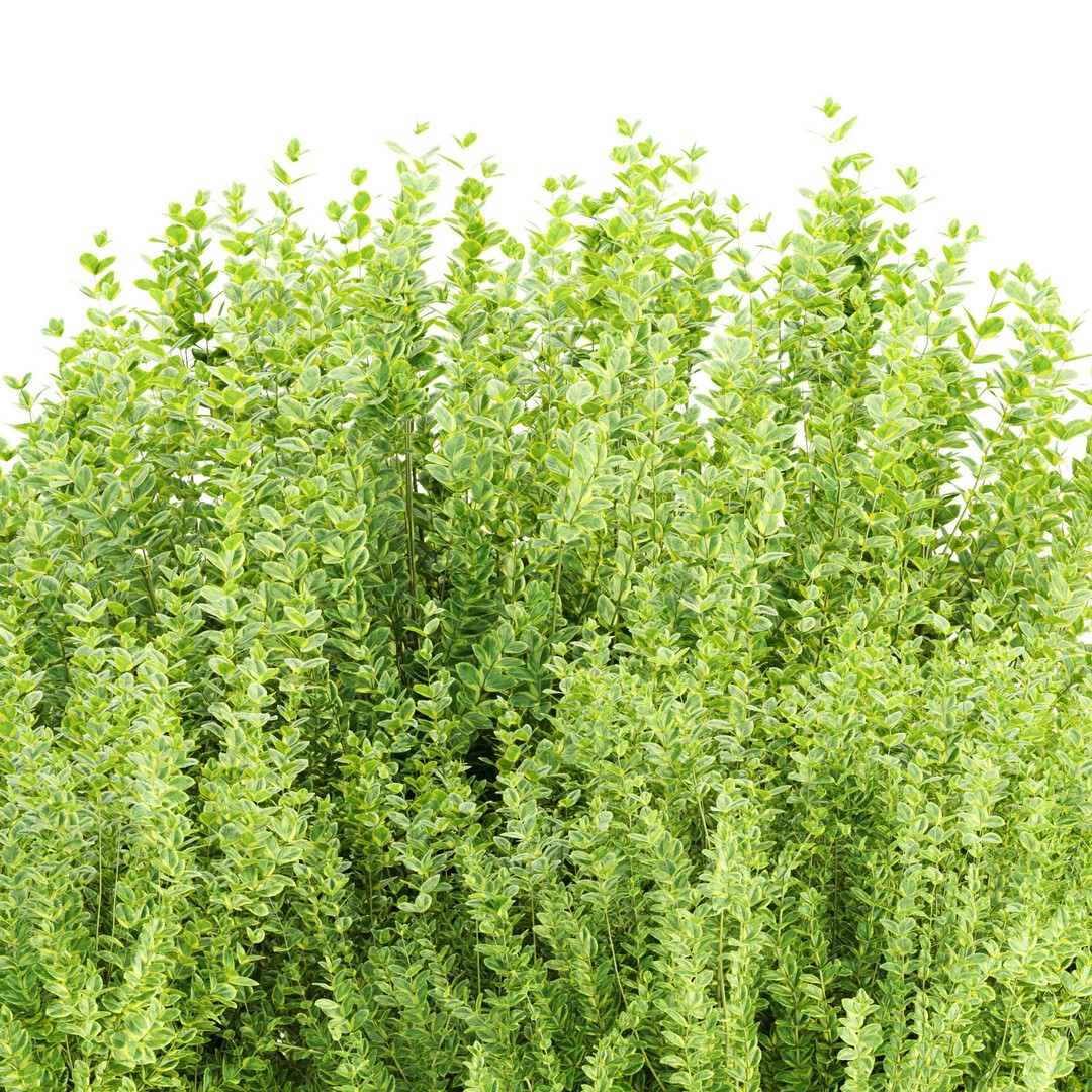 Evergreen Spindle Bushes 3D Model – High Poly PBR Asset, FBX, OBJ - View 4