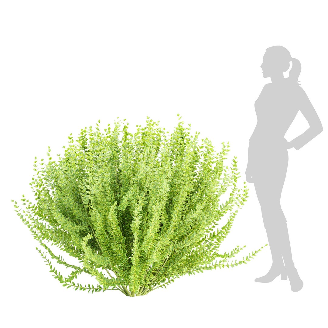 Evergreen Spindle Bushes 3D Model – High Poly PBR Asset, FBX, OBJ - View 5