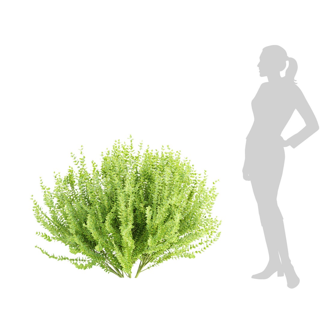 Evergreen Spindle Bushes 3D Model – High Poly PBR Asset, FBX, OBJ - View 6