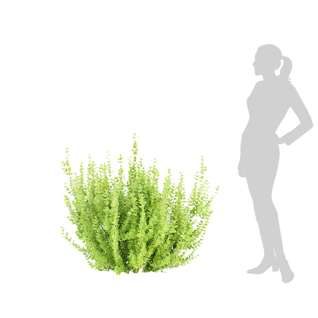 Evergreen Spindle Bushes 3D Model – High Poly PBR Asset, FBX, OBJ - View 7