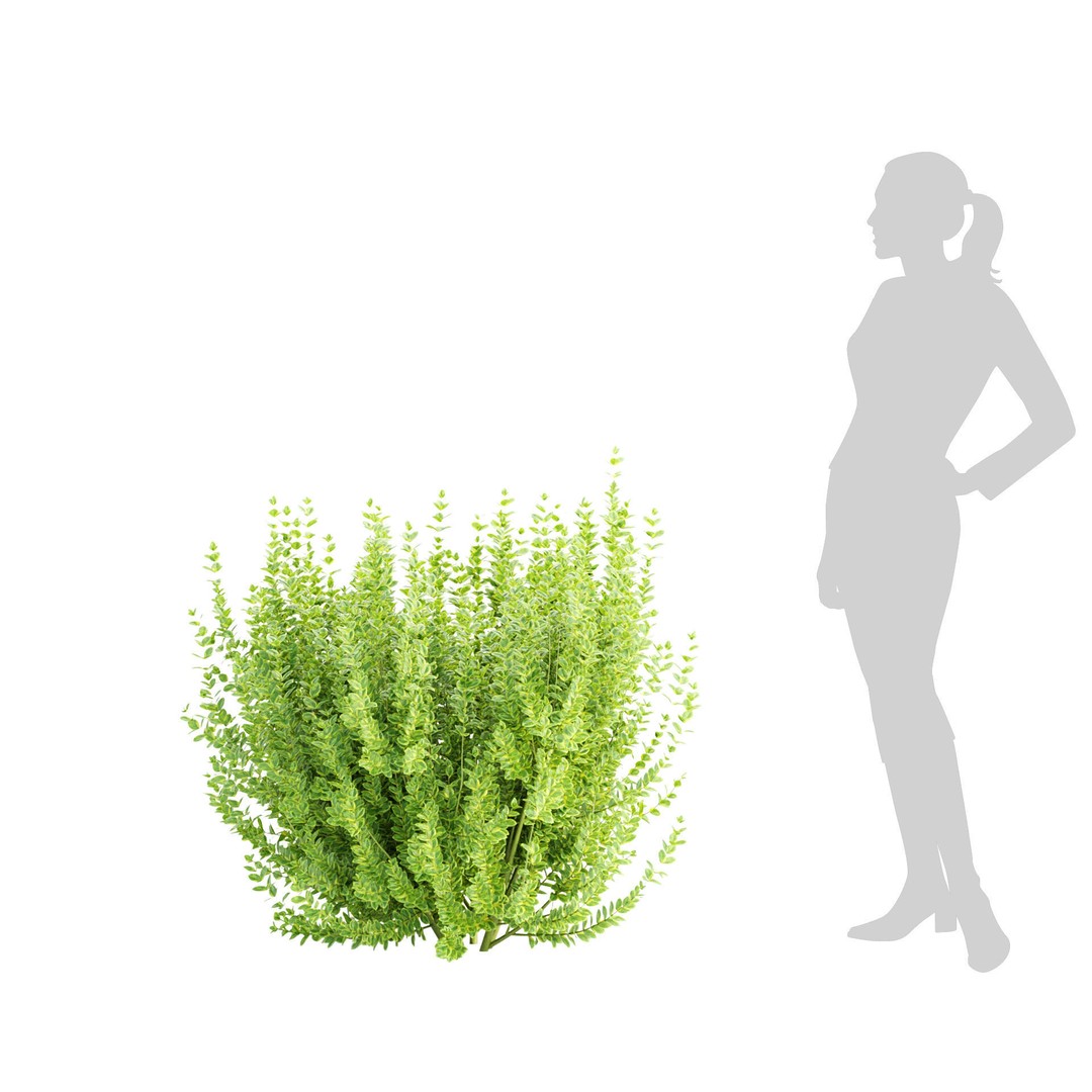 Evergreen Spindle Bushes 3D Model – High Poly PBR Asset, FBX, OBJ - View 8