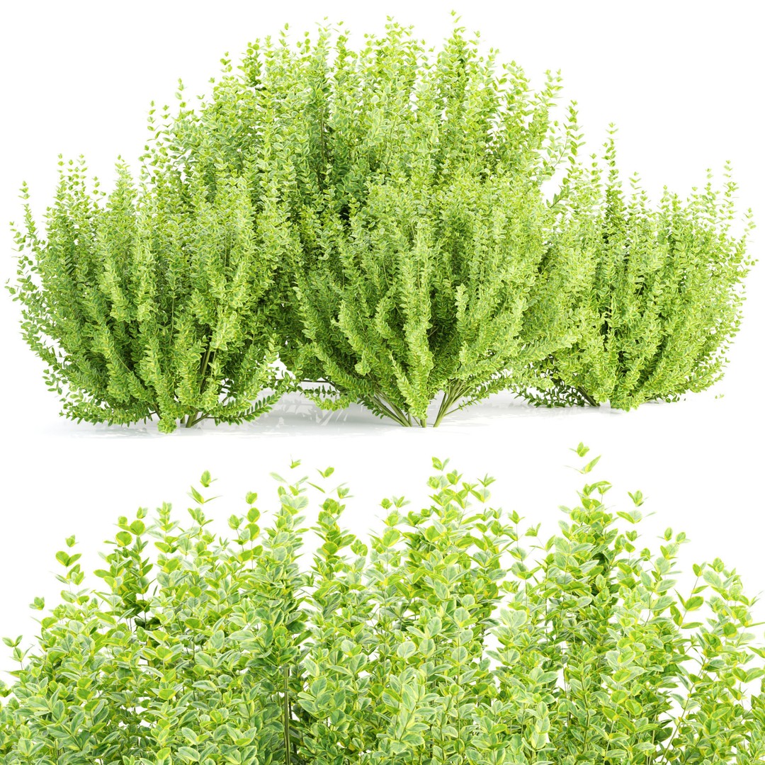 Evergreen Spindle Bushes 3D Model – High Poly PBR Asset, FBX, OBJ - View 9