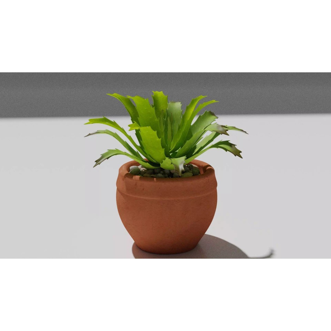 Succulent Plant 3D Model – Realistic PBR Asset, FBX & OBJ - View 2