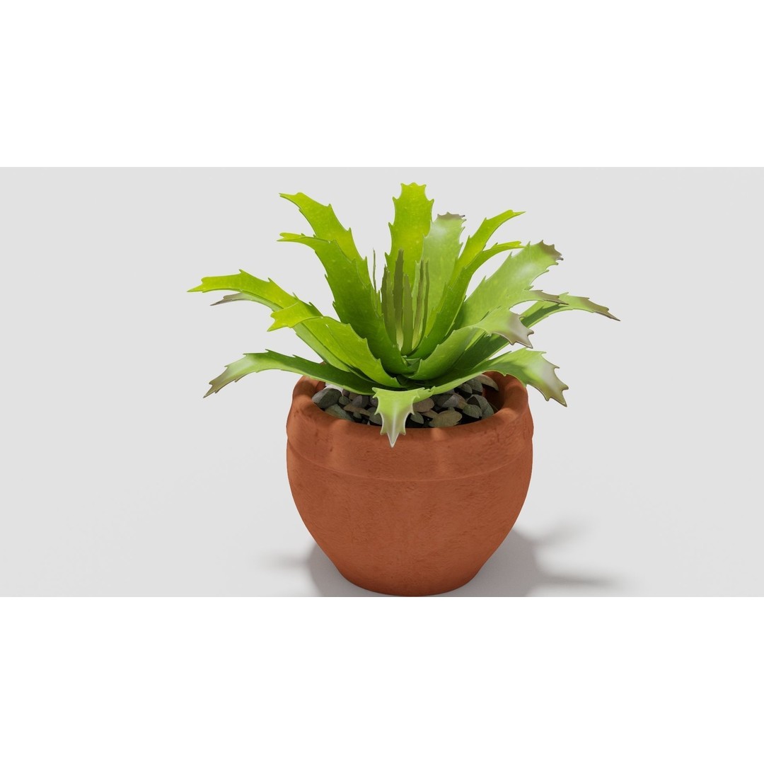 Succulent Plant 3D Model – Realistic PBR Asset, FBX & OBJ - View 3