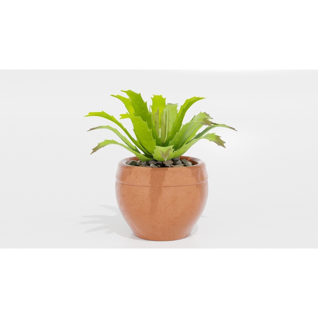 Succulent Plant 3D Model – Realistic PBR Asset, FBX & OBJ - View 4