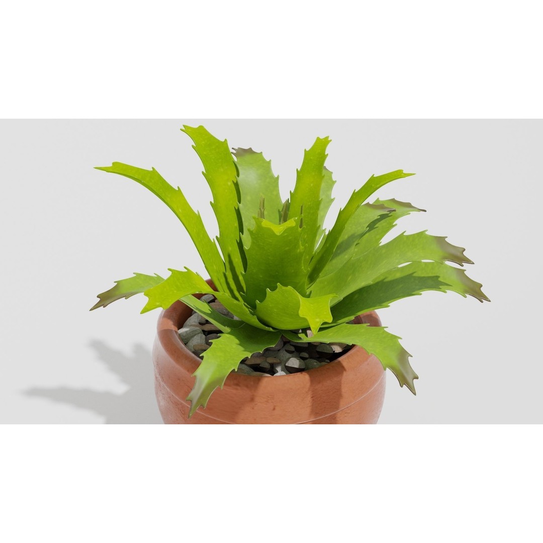 Succulent Plant 3D Model – Realistic PBR Asset, FBX & OBJ - View 5