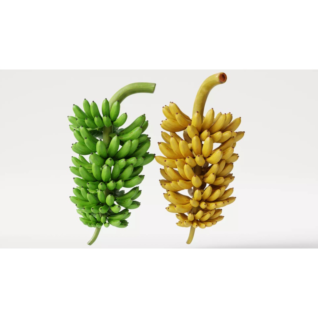 Green and Yellow Bananas 3D Model – Low Poly PBR Asset, FBX, OBJ, Blender - View 2