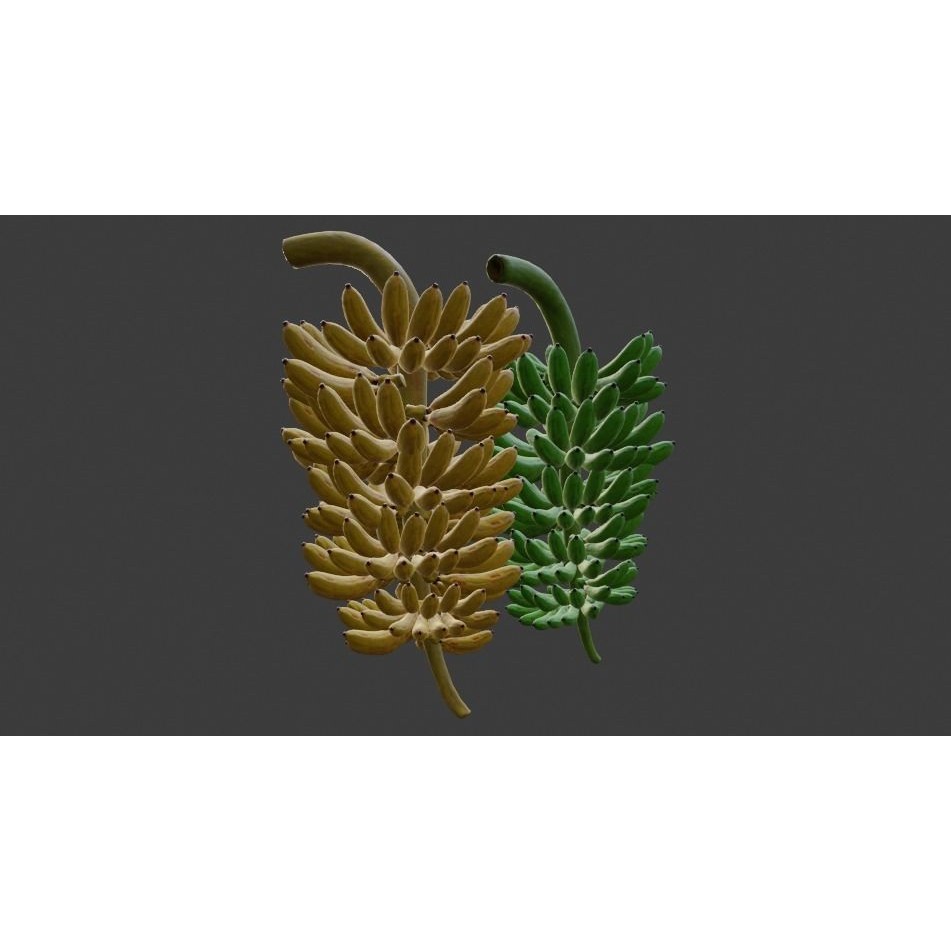 Green and Yellow Bananas 3D Model – Low Poly PBR Asset, FBX, OBJ, Blender - View 22