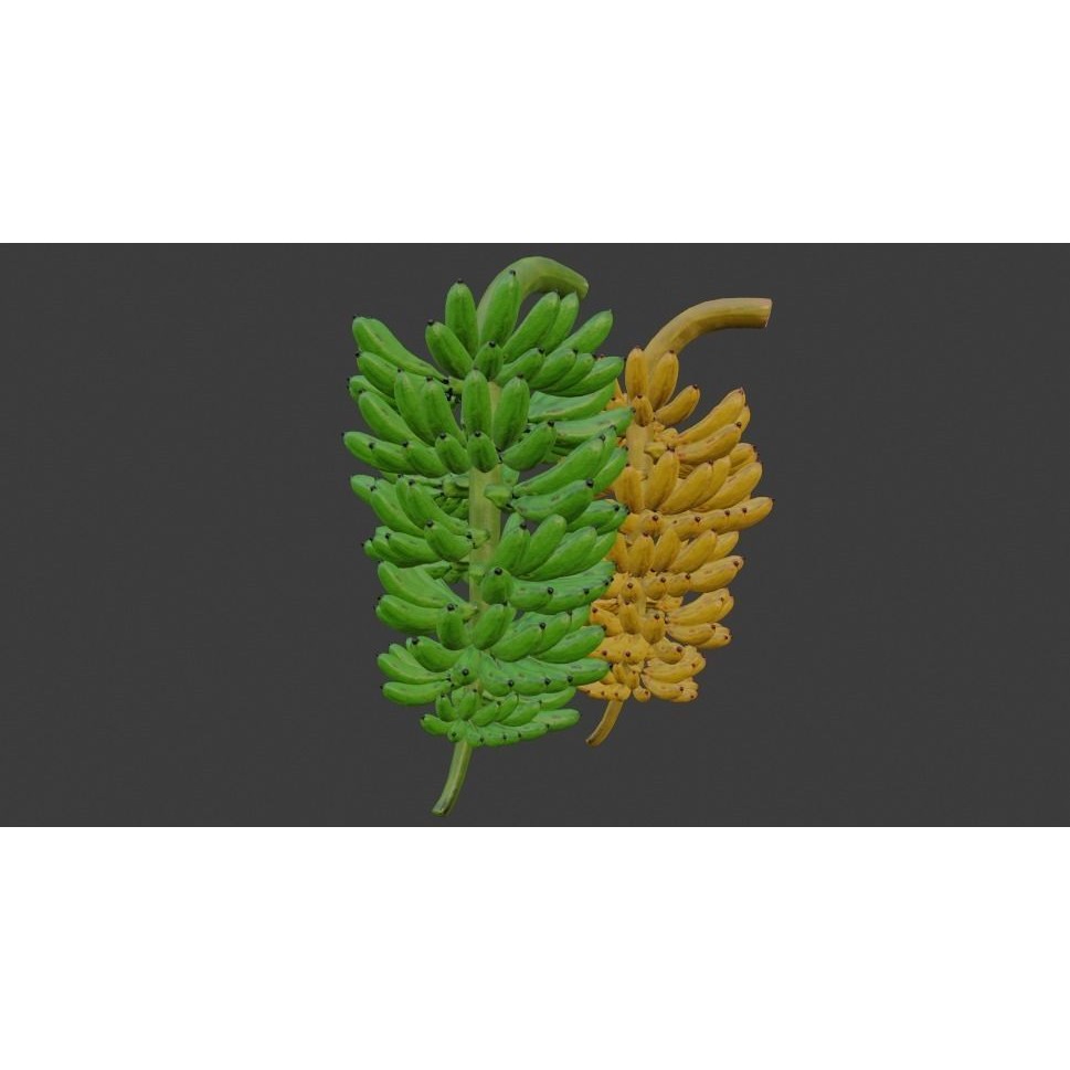 Green and Yellow Bananas 3D Model – Low Poly PBR Asset, FBX, OBJ, Blender - View 23