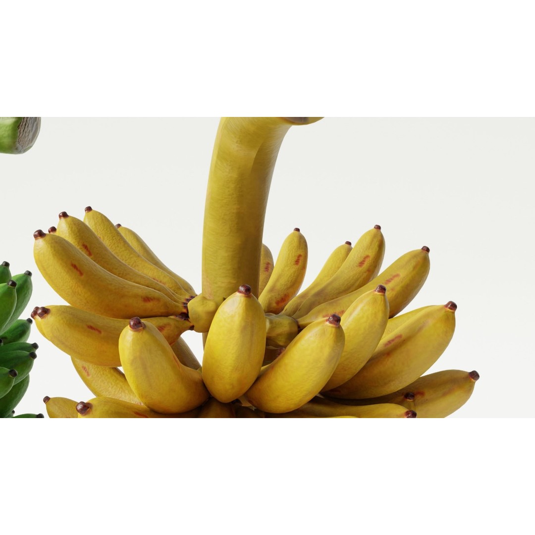 Green and Yellow Bananas 3D Model – Low Poly PBR Asset, FBX, OBJ, Blender - View 6