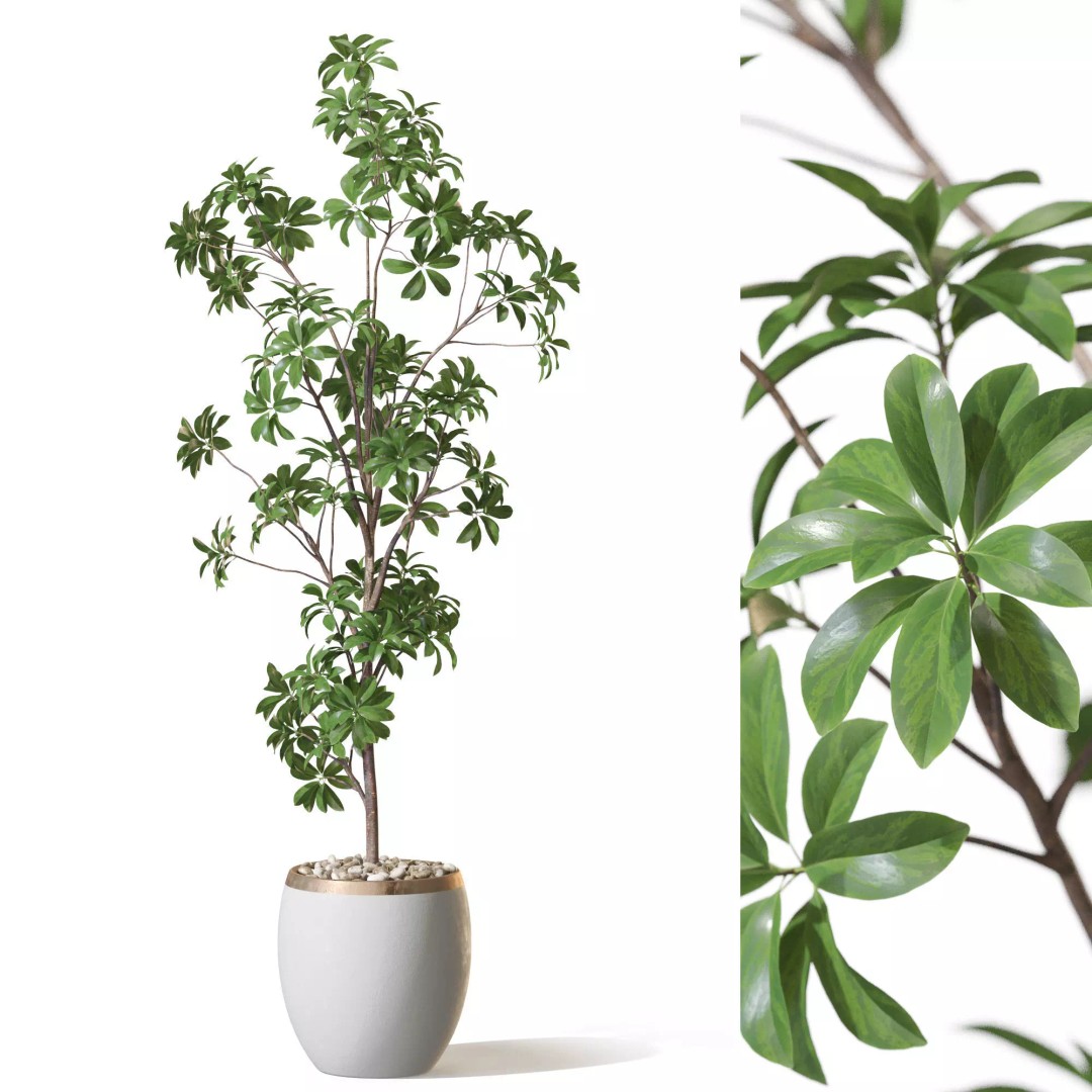Plant 1322 3D Model – High-Quality Pot Plant with PBR Textures - View 2