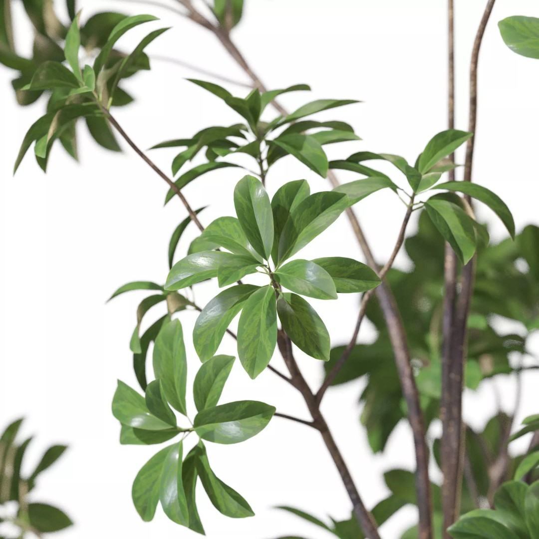 Plant 1322 3D Model – High-Quality Pot Plant with PBR Textures - View 4