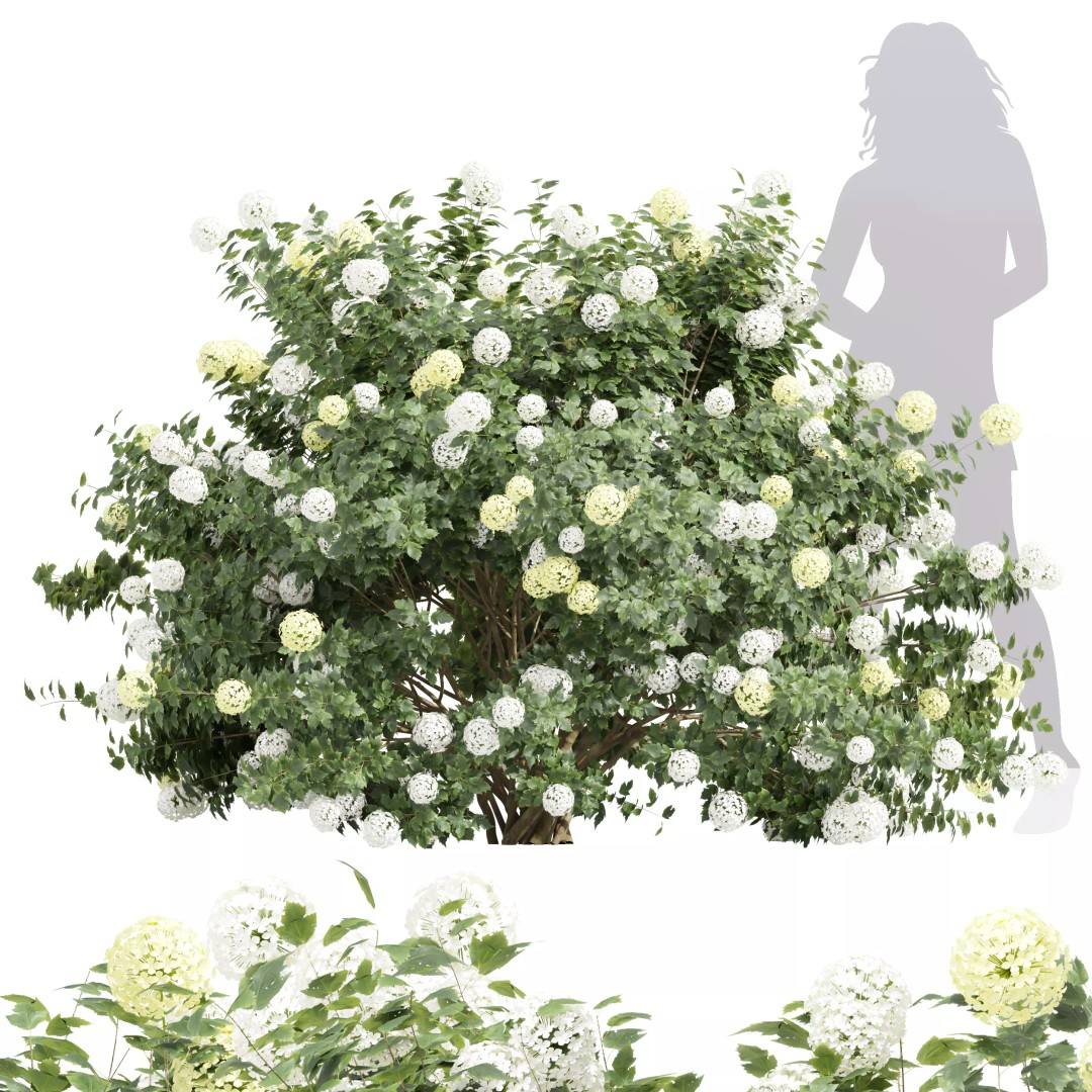 Viburnum Opulus Roseum 3D Model – High Detail PBR Plant Asset, FBX, Blender - View 2