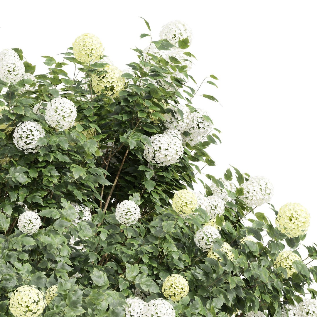 Viburnum Opulus Roseum 3D Model – High Detail PBR Plant Asset, FBX, Blender - View 3