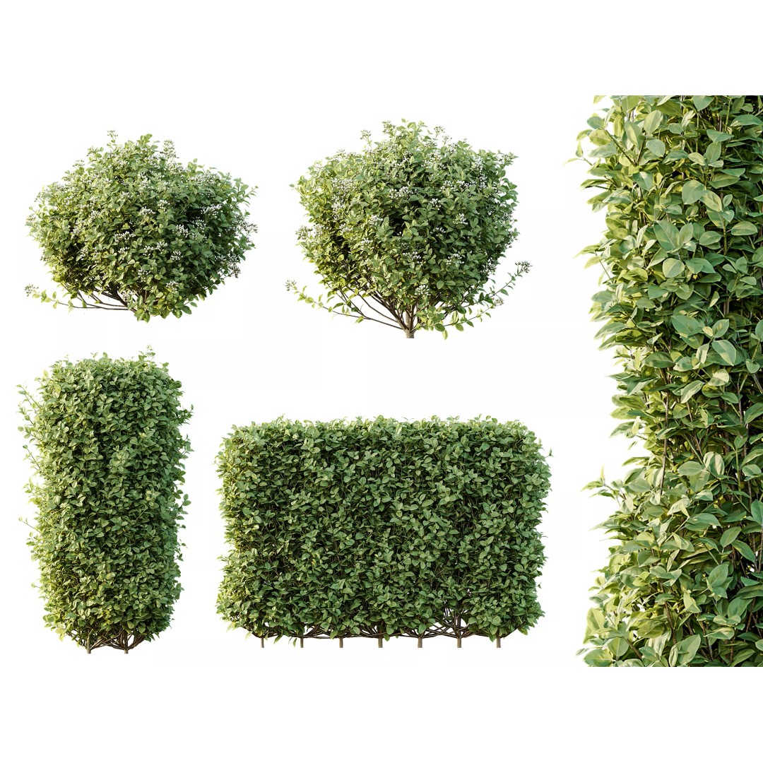 Ligustrum Ovalifolium Argenteum Aureum 3D Model – PBR Bush Asset, FBX - View 2