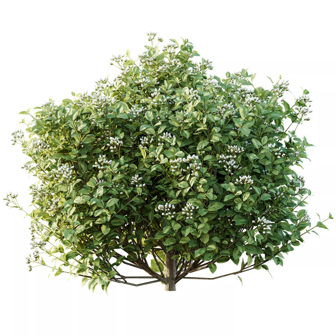 Ligustrum Ovalifolium Argenteum Aureum 3D Model – PBR Bush Asset, FBX - View 4