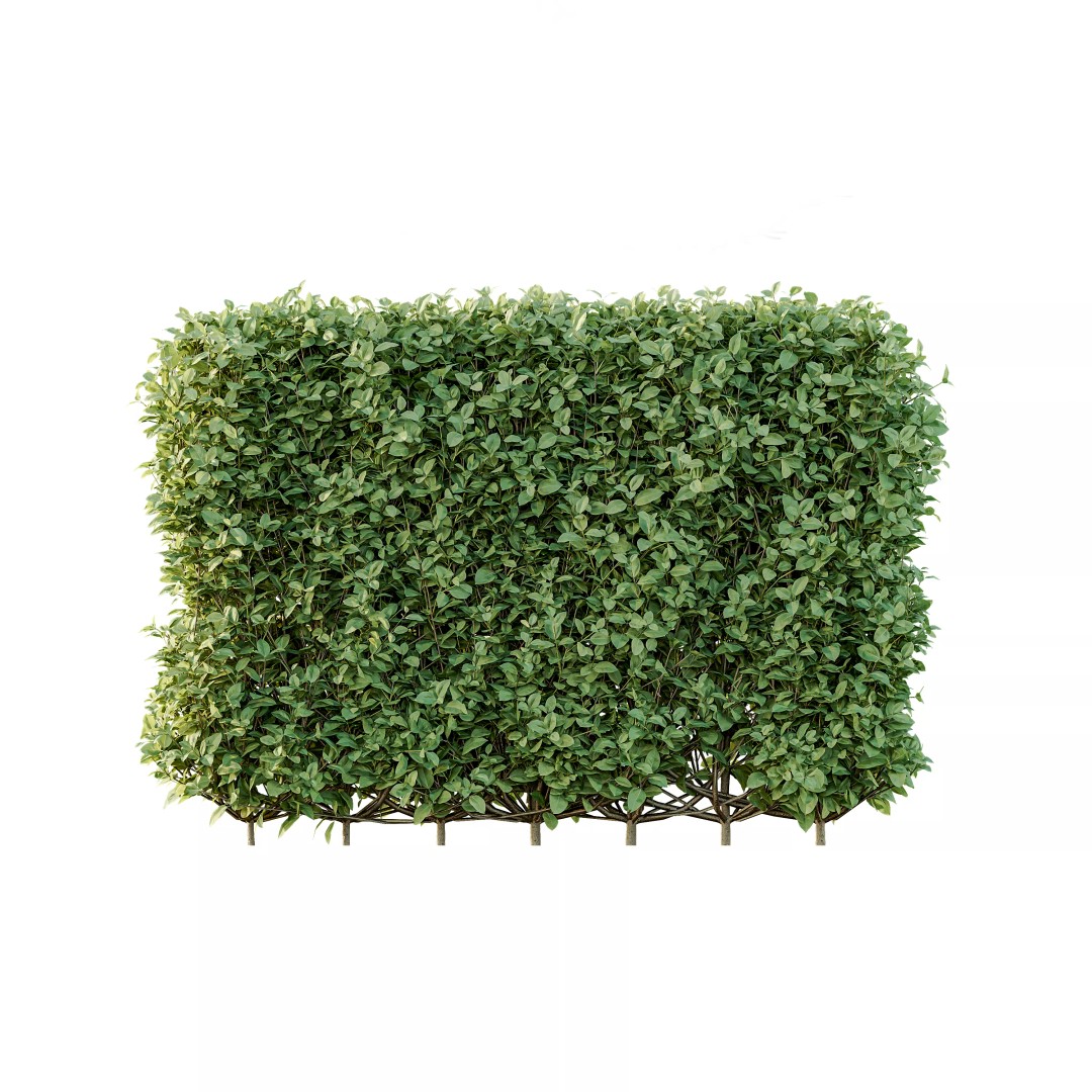 Ligustrum Ovalifolium Argenteum Aureum 3D Model – PBR Bush Asset, FBX - View 5