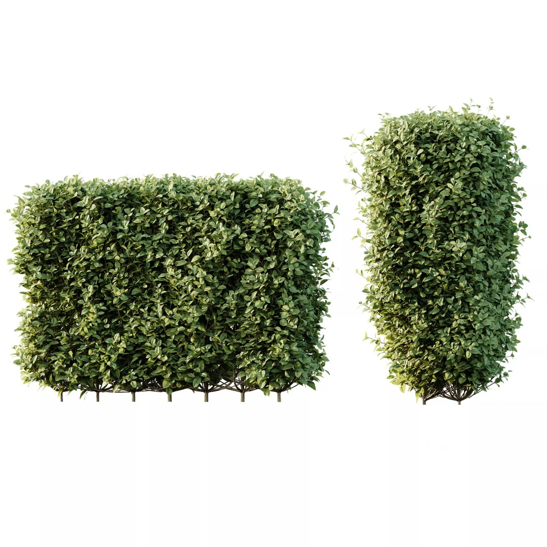 Ligustrum Ovalifolium Argenteum Aureum 3D Model – PBR Bush Asset, FBX - View 7