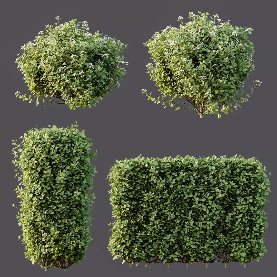Ligustrum Ovalifolium Argenteum Aureum 3D Model – PBR Bush Asset, FBX - View 8