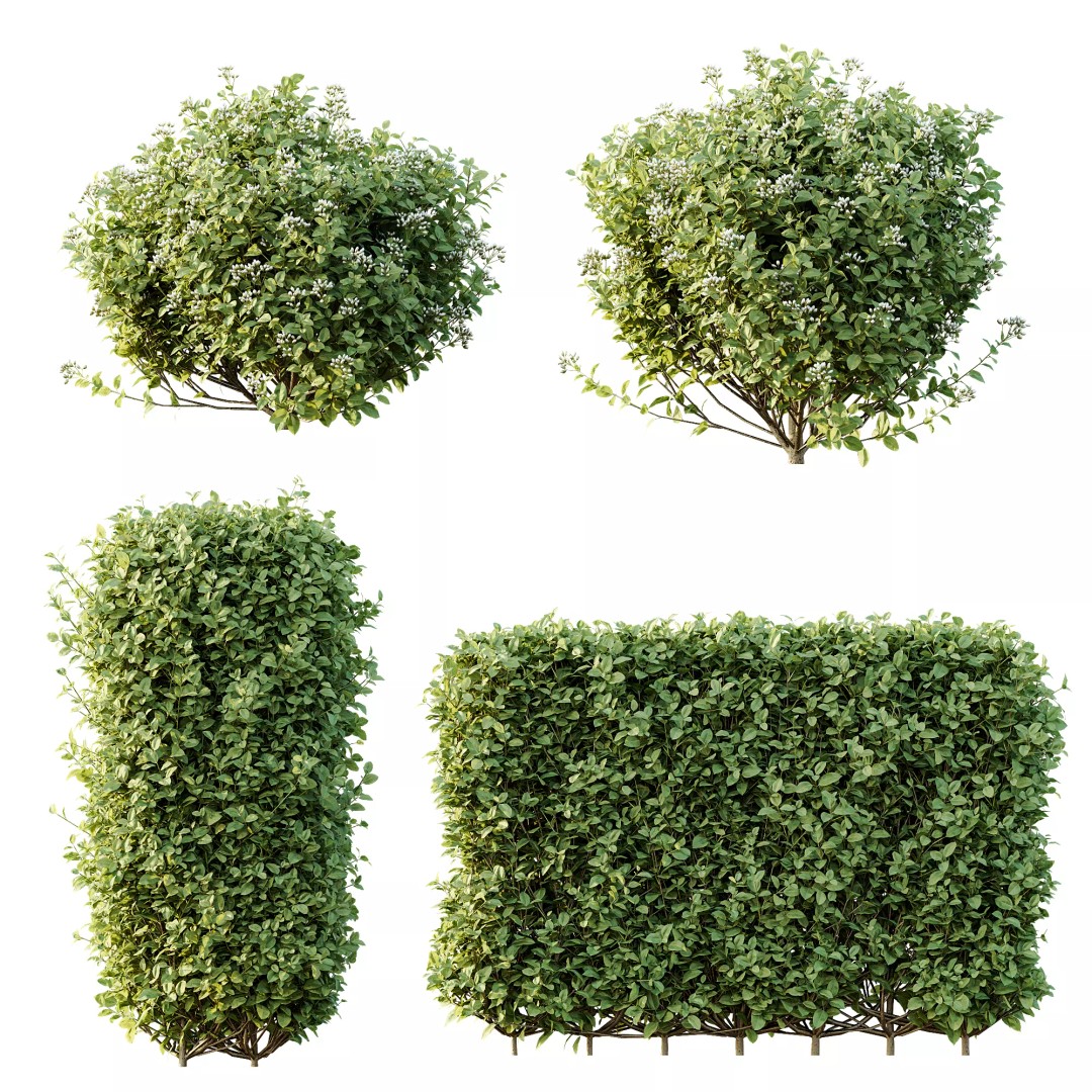 Ligustrum Ovalifolium Argenteum Aureum 3D Model – PBR Bush Asset, FBX - View 9