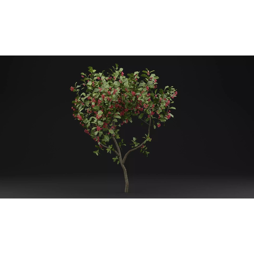 European Spindle Bush 3D Model – Realistic PBR Asset, FBX & OBJ - View 2