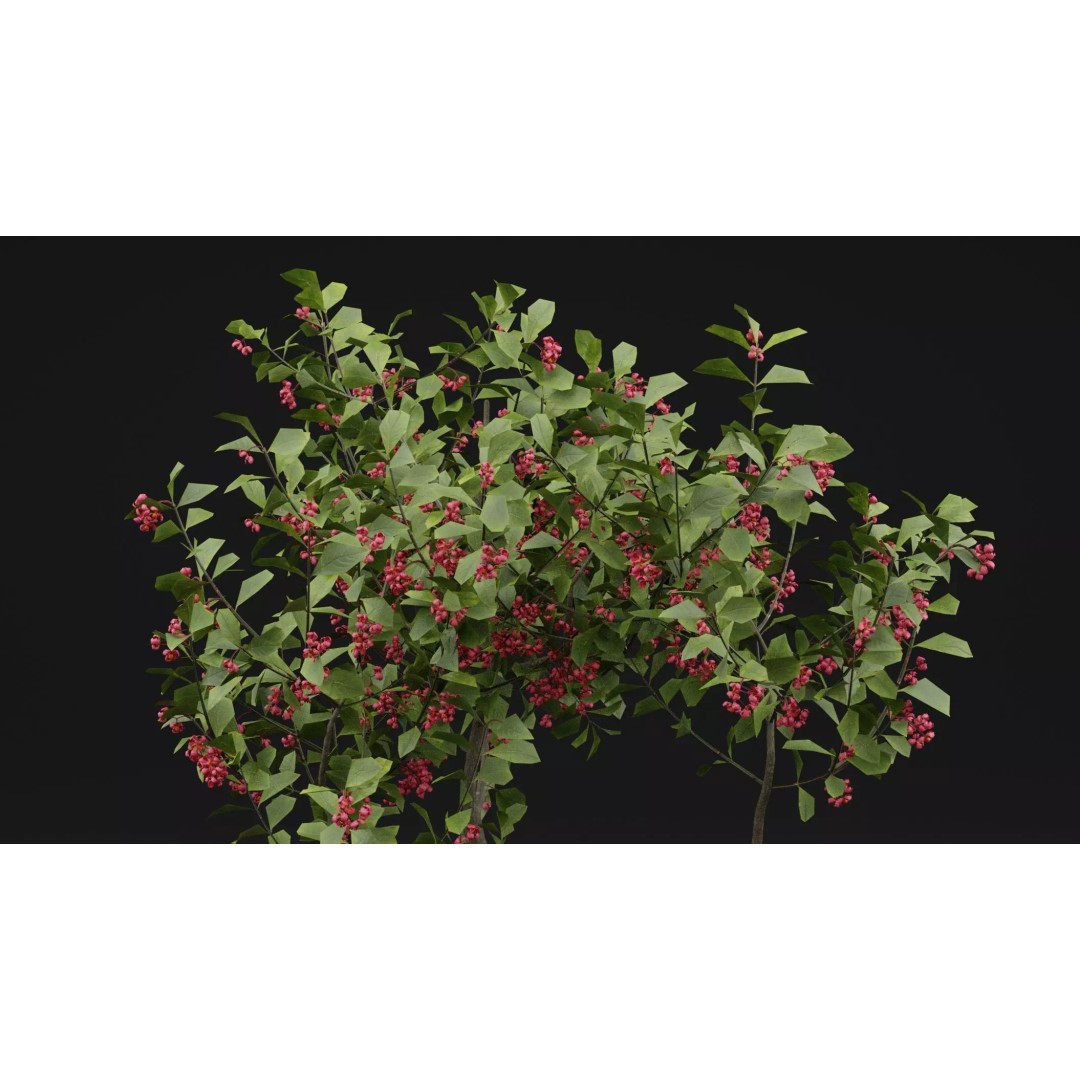 European Spindle Bush 3D Model – Realistic PBR Asset, FBX & OBJ - View 3