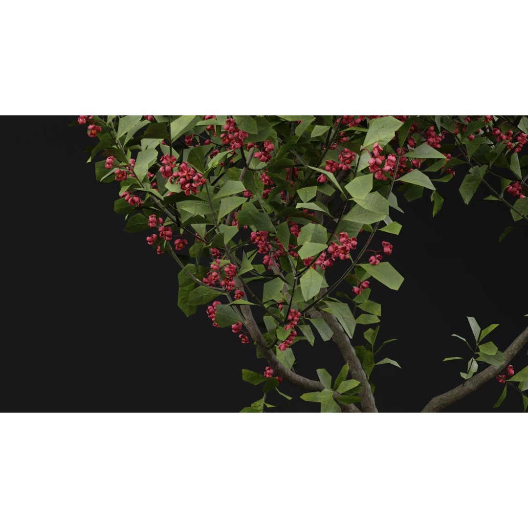 European Spindle Bush 3D Model – Realistic PBR Asset, FBX & OBJ - View 4