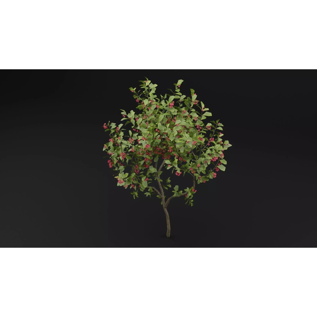 European Spindle Bush 3D Model – Realistic PBR Asset, FBX & OBJ - View 6