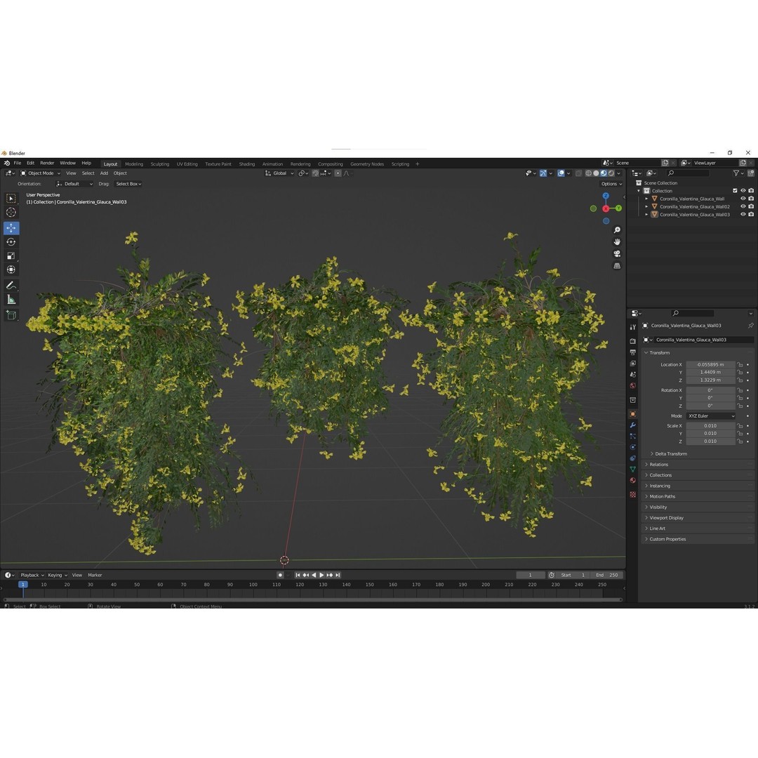 Coronilla Valentina Glauca 3D Model – Wall Trained Shrub, FBX, OBJ