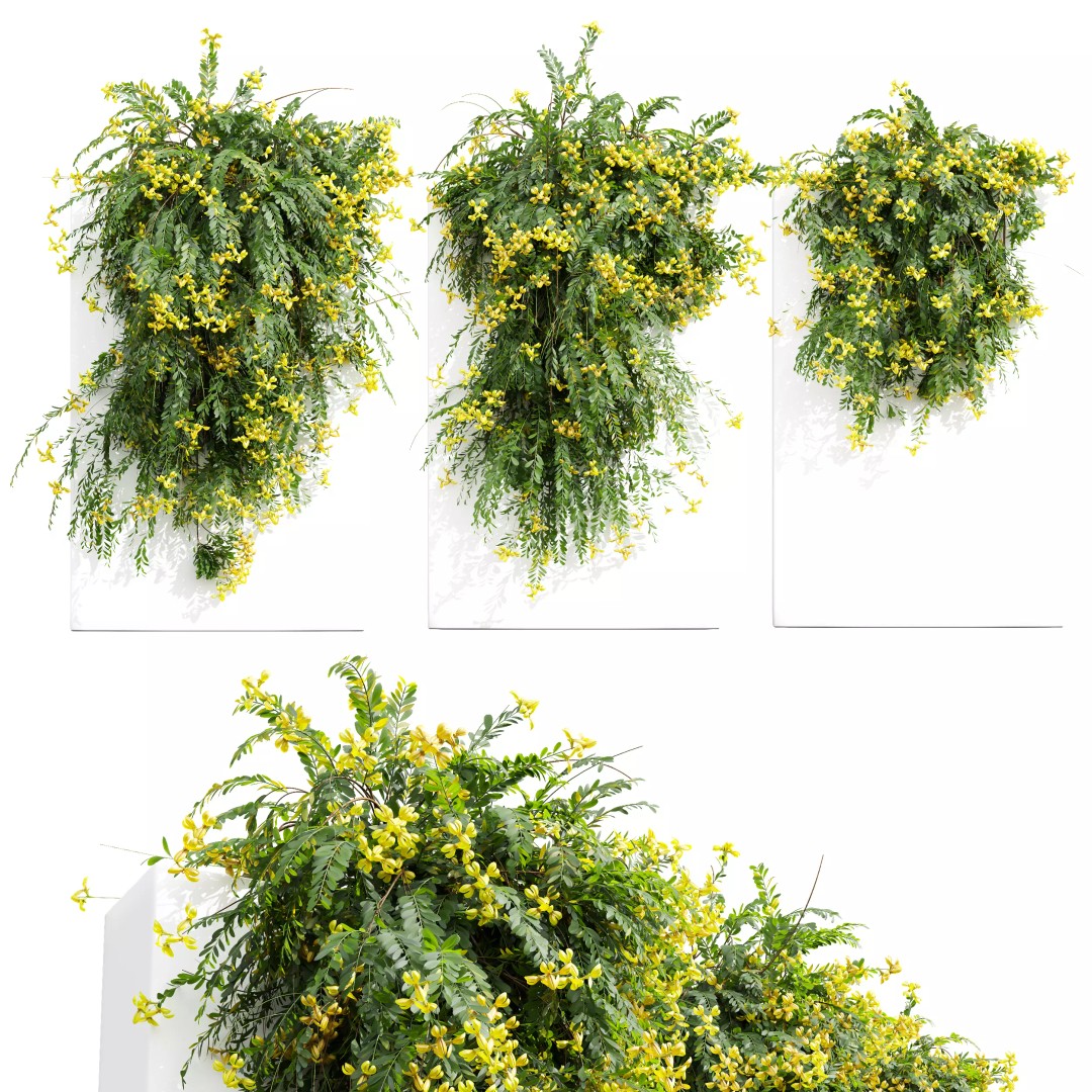 Coronilla Valentina Glauca 3D Model – Wall Trained Shrub, FBX, OBJ - View 2