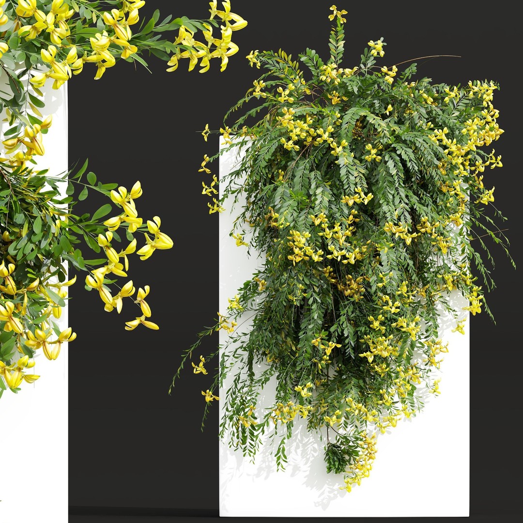 Coronilla Valentina Glauca 3D Model – Wall Trained Shrub, FBX, OBJ - View 3