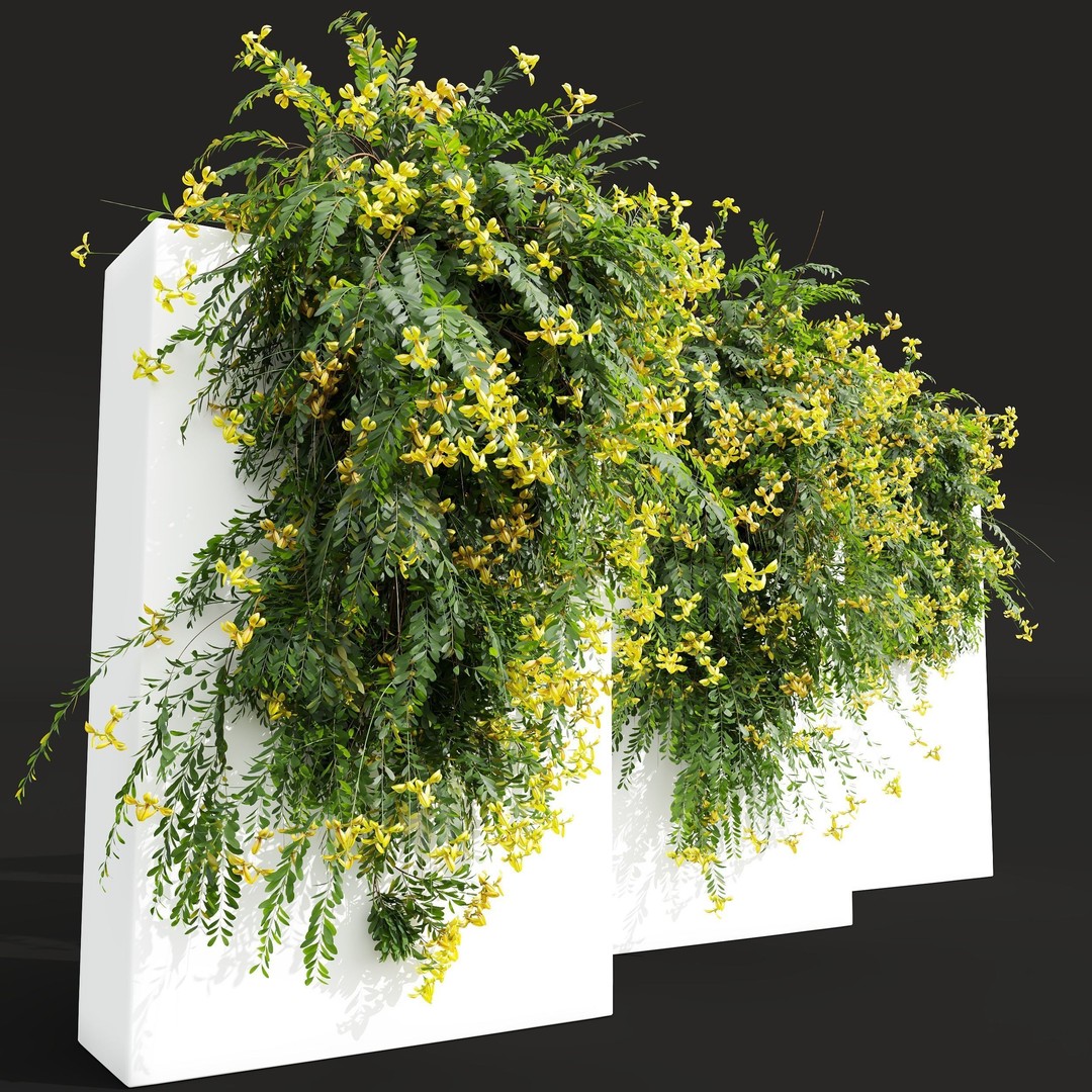Coronilla Valentina Glauca 3D Model – Wall Trained Shrub, FBX, OBJ - View 4