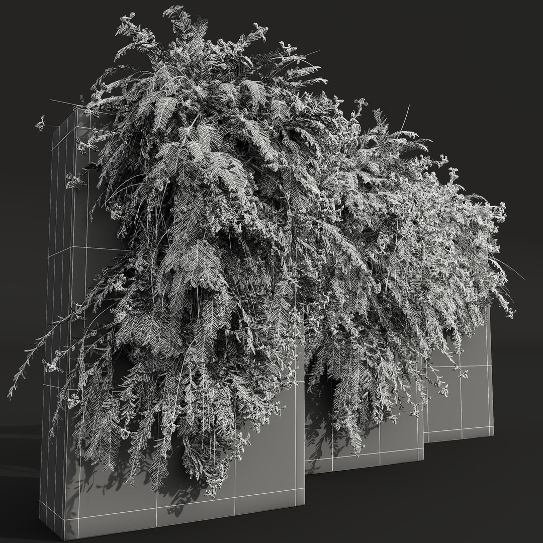 Coronilla Valentina Glauca 3D Model – Wall Trained Shrub, FBX, OBJ - View 5