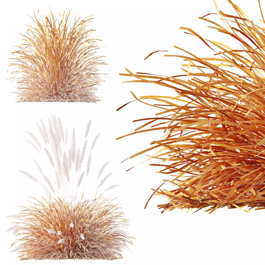 Calamagrostis Acutiflora Karl Foerster 3D Model – Ornamental Grass Set, FBX, Blender