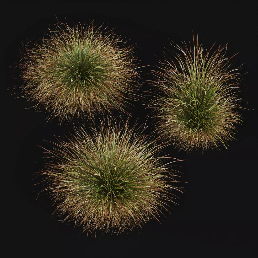 Calamagrostis Acutiflora Karl Foerster 3D Model – Ornamental Grass Set, FBX, Blender - View 10