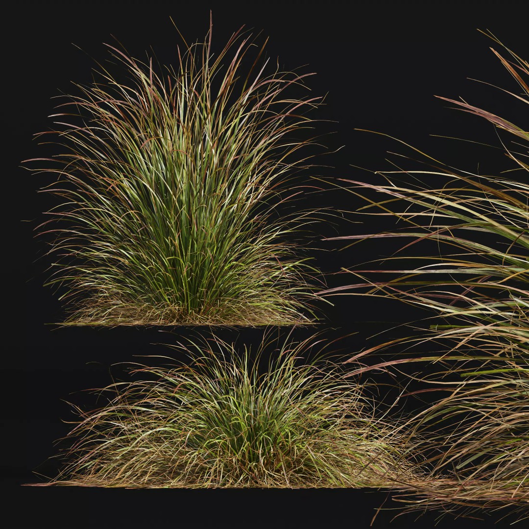 Calamagrostis Acutiflora Karl Foerster 3D Model – Ornamental Grass Set, FBX, Blender - View 11