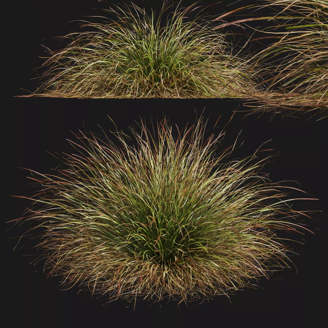 Calamagrostis Acutiflora Karl Foerster 3D Model – Ornamental Grass Set, FBX, Blender - View 12