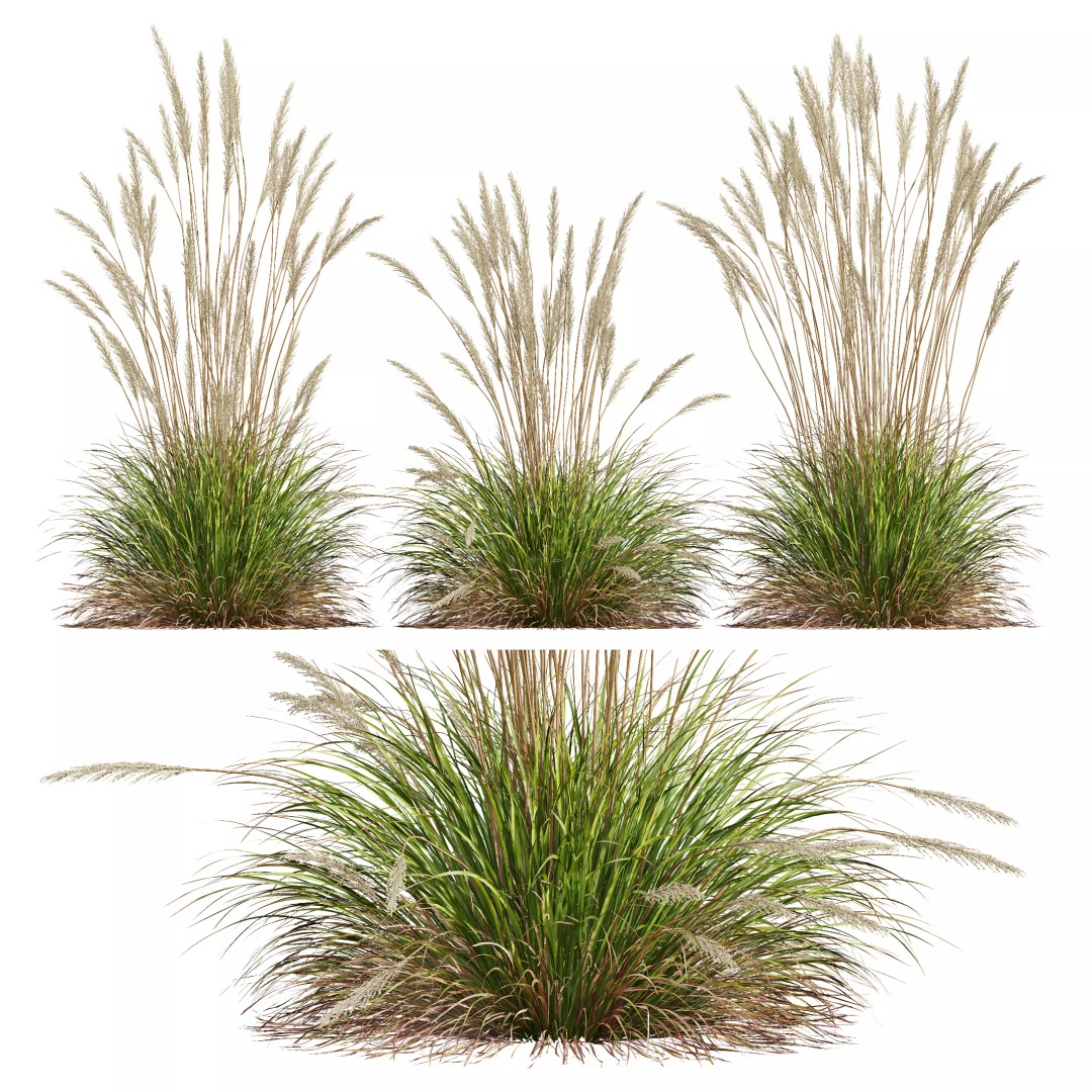 Calamagrostis Acutiflora Karl Foerster 3D Model – Ornamental Grass Set, FBX, Blender - View 13
