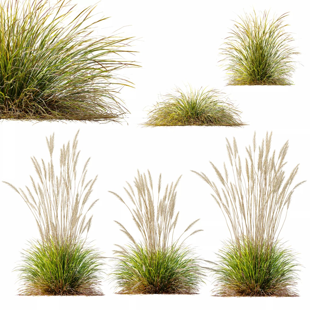 Calamagrostis Acutiflora Karl Foerster 3D Model – Ornamental Grass Set, FBX, Blender - View 14