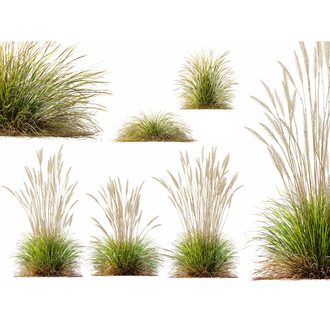 Calamagrostis Acutiflora Karl Foerster 3D Model – Ornamental Grass Set, FBX, Blender - View 2