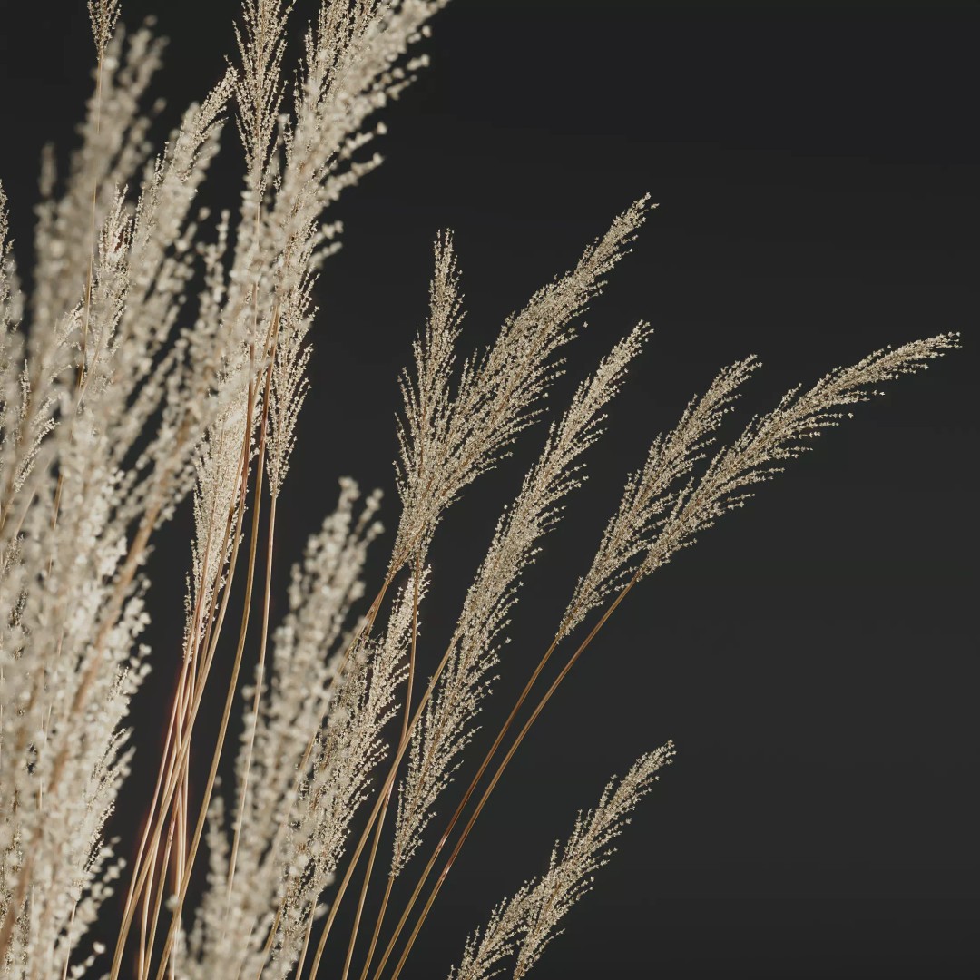 Calamagrostis Acutiflora Karl Foerster 3D Model – Ornamental Grass Set, FBX, Blender - View 3