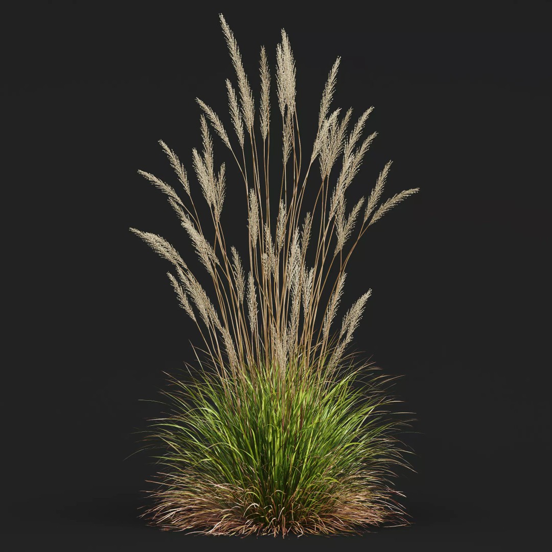 Calamagrostis Acutiflora Karl Foerster 3D Model – Ornamental Grass Set, FBX, Blender - View 4