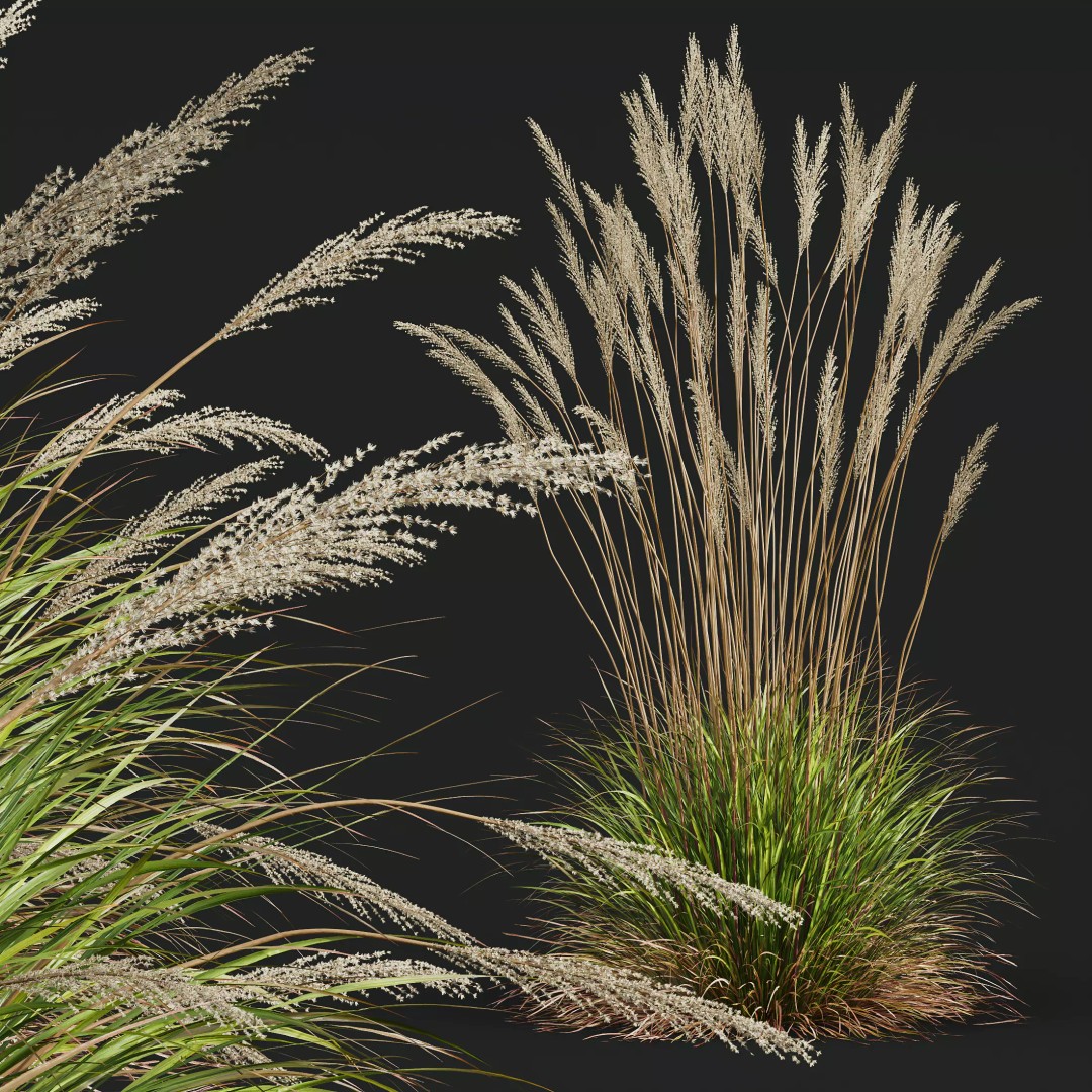 Calamagrostis Acutiflora Karl Foerster 3D Model – Ornamental Grass Set, FBX, Blender - View 5