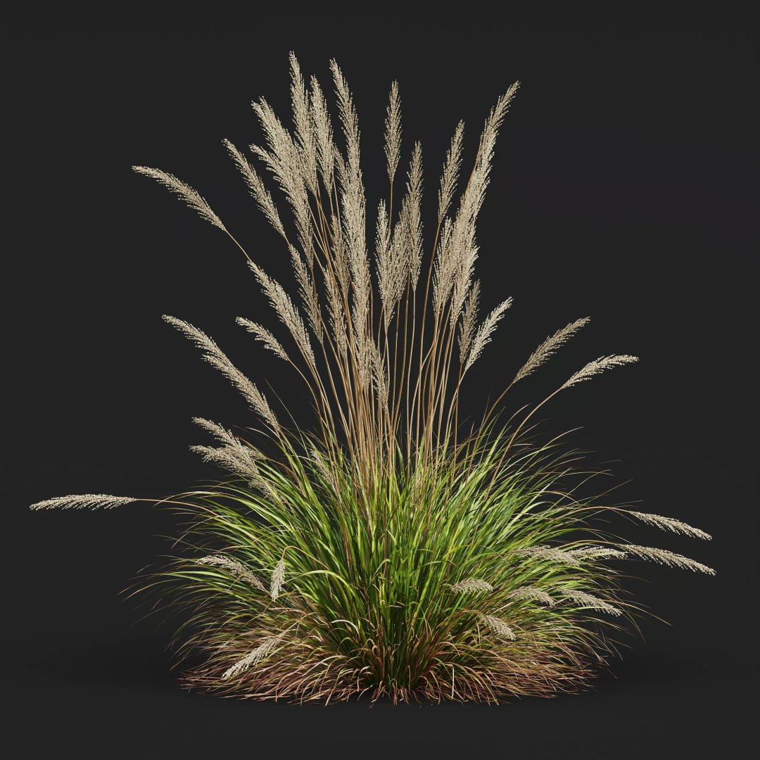 Calamagrostis Acutiflora Karl Foerster 3D Model – Ornamental Grass Set, FBX, Blender - View 6